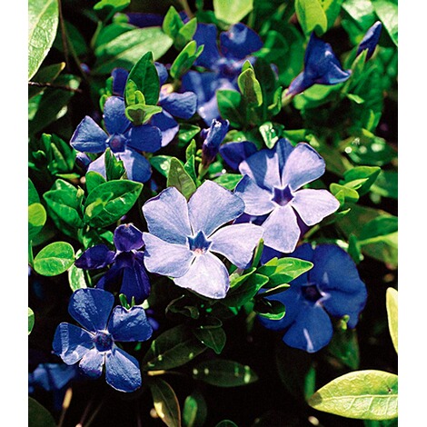 BALDUR-GartenWinterharter Bodendecker Vinca minor 'Blau' Immergrün, 3 Pflanzen 3