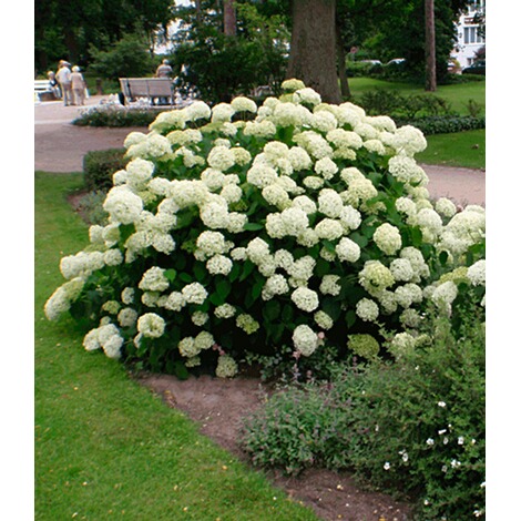 BALDUR-Garten  Schneeball-Hortensie "Annabelle";1 Pflanze 5