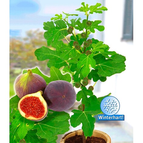 BALDUR-GartenFrucht-Feige "Rouge de Bordeaux" groß,1 Pflanze Ficus carica Feigenbaum 1