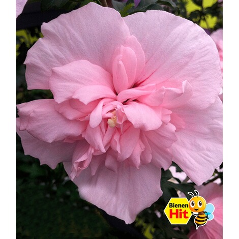 BALDUR-Garten  Gefüllter Hibiskus Chiffon pink 1 Pflanze Hibiscus syriacus winterhart 1