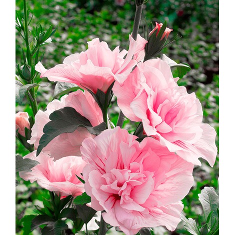 BALDUR-Garten  Gefüllter Hibiskus Chiffon pink 1 Pflanze Hibiscus syriacus winterhart 2