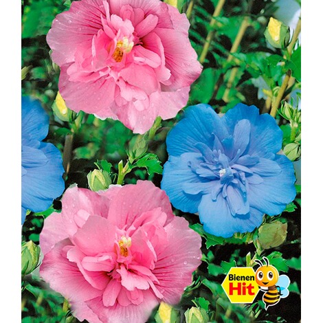 BALDUR-GartenHibiskus Chiffon-Kollektion 2 Pflanzen pink, blau Hibiscus syriacus 1