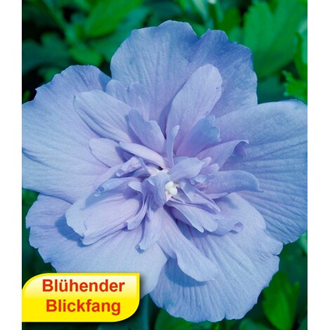 BALDUR-GartenHibiskus Chiffon-Kollektion 2 Pflanzen pink, blau Hibiscus syriacus 2