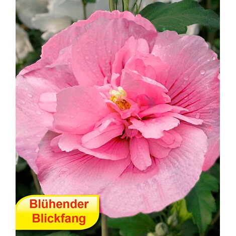 BALDUR-GartenHibiskus Chiffon-Kollektion 2 Pflanzen pink, blau Hibiscus syriacus 3