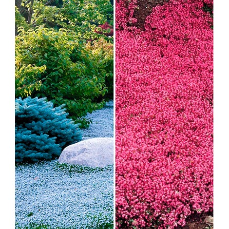 BALDUR-Garten  Bodendecker-Kollektion rot und blau,6 Pflanzen 1