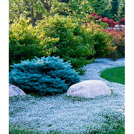 BALDUR-Garten  Bodendecker-Kollektion rot und blau,6 Pflanzen 2
