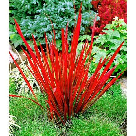 BALDUR-Garten  Rote Gräser-Kollektion,4 Pflanzen 3