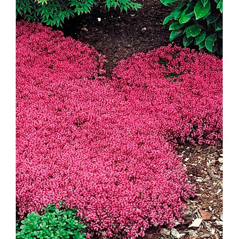 BALDUR-Garten  Bodendecker winterhart Thymian-Kollektion rot und weiß 6 Pflanzen 2