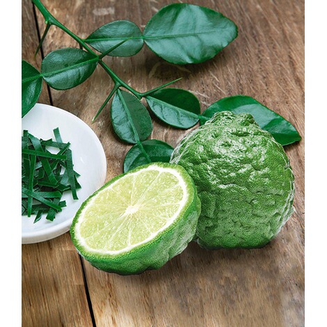 BALDUR-GartenKaffir-Limette 1 Pflanze Citrus hystrix Kaffernlimette 1
