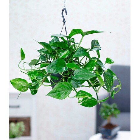 BALDUR-GartenHängepflanze Efeutute,1 Pflanze 1