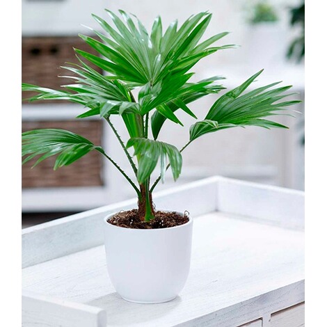 BALDUR-GartenPalme "Livistona Rotundifolia",1 Pflanze 1