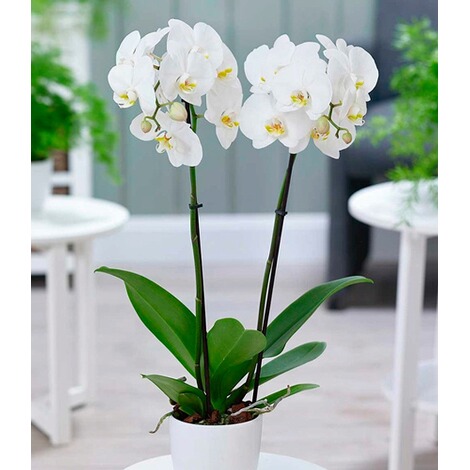 Phalaenopsis Orchidee, 2 Triebe, "Weiß",1 Pflanze 1