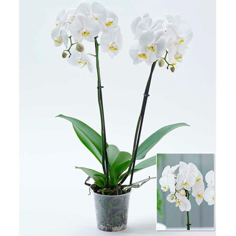 Phalaenopsis Orchidee, 2 Triebe, "Weiß",1 Pflanze 2