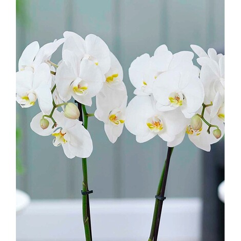 Phalaenopsis Orchidee, 2 Triebe, "Weiß",1 Pflanze 3