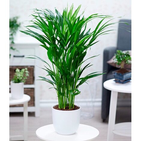 BALDUR-GartenAreca Palme ca. 60-70 cm hoch, 1 Pflanze 1