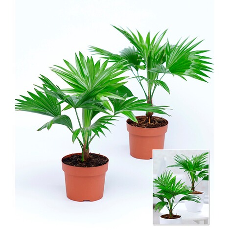 BALDUR-Garten  Palmen Duo,2 Pflanzen 2