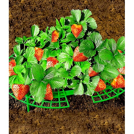 Erdbeeren-Reifer, 5 Stück 1
