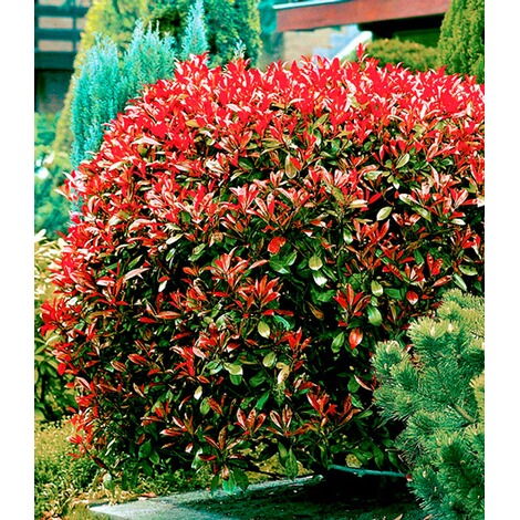 BALDUR-GartenImmergrüne Hecken-Kollektion,2 Pflanzen 2