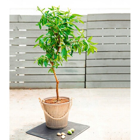 BALDUR-GartenSüß-Mandel "Nut Me® Almond",1 Pflanze 2