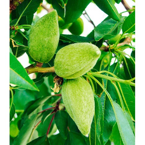 BALDUR-GartenSüß-Mandel "Nut Me® Almond",1 Pflanze 3