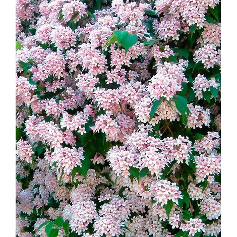 Rosa Perlmuttstrauch,1 Pflanze 2