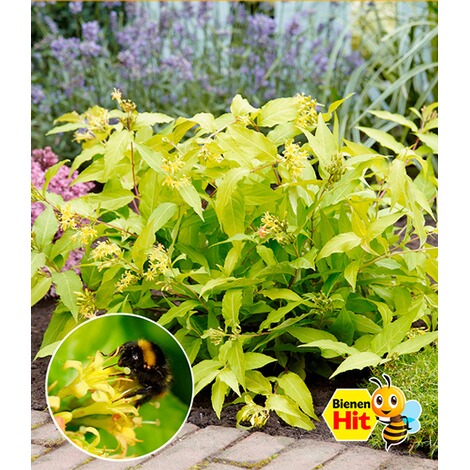 Bienenstrauch "Honeybee®",1 Pflanze 1