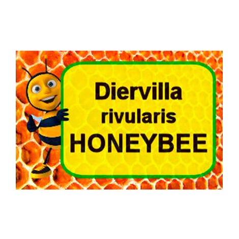 Bienenstrauch "Honeybee®",1 Pflanze 5