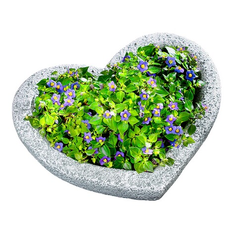 Plantenschaal 2