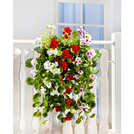 Hanggeranium rood 3
