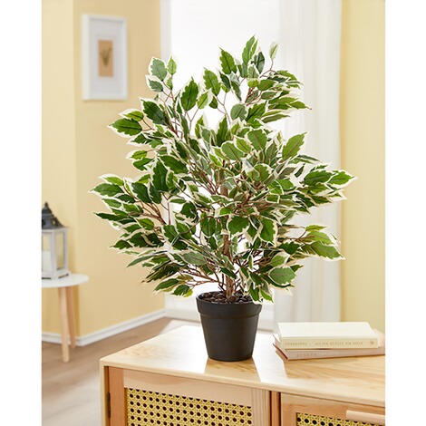 viva domo  XL-decoplant Hedera 2