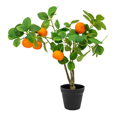 vivaDOMO®  Zitrusbaum Mandarine 1