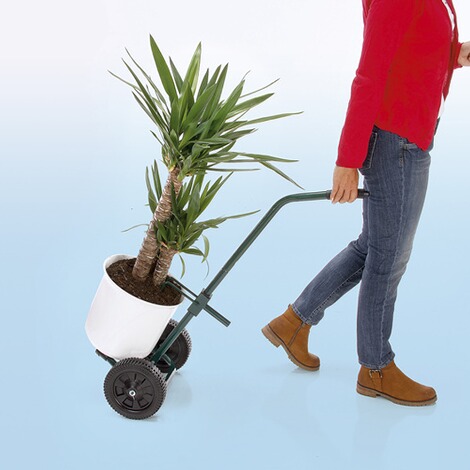 Kleine Topfpflanzen