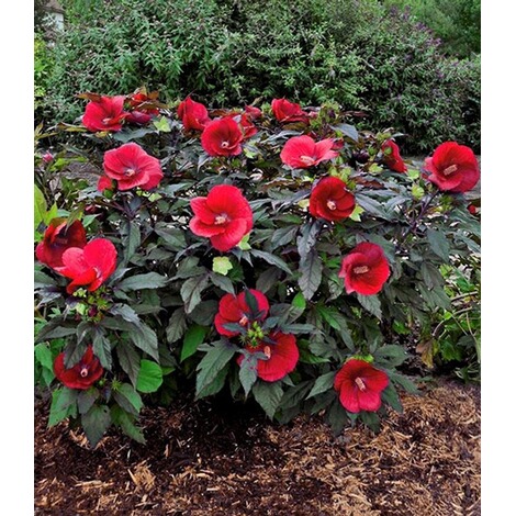Winterharter Hibiskus Summerific Midnight Marvel 1 Pflanze Online Kaufen Die Moderne Hausfrau