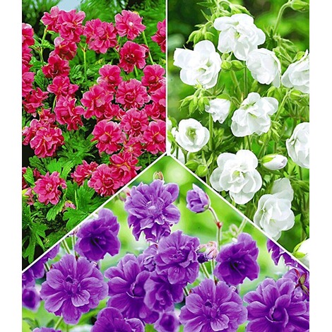 Kollektion Winterharte Geranien Stauden Sortiment 6 Knollen Geranium Himalayense Online Kaufen Die Moderne Hausfrau