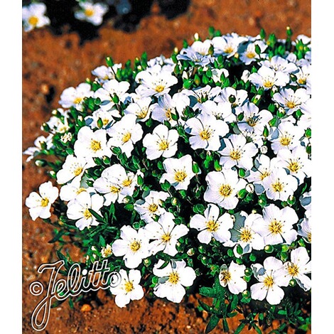 Bodendecker Winterharte Bergsandblume 3 Pflanzen Arenaria Montana Online Kaufen Die Moderne Hausfrau