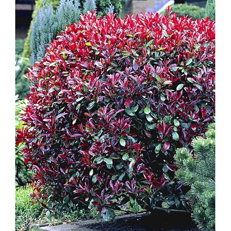 BALDUR-Garten Photinia-Hecke 'Red Robin', 5 Pflanzen ...