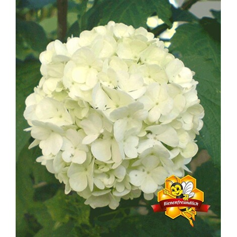 Baldur Garten Echter Gefullter Schneeball 1 Pflanze Viburnum Opulus Roseum Online Kaufen Die Moderne Hausfrau