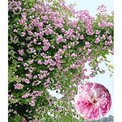 Baldur Garten Rambler Rosen Paul S Himalayan Musk Rambler 1