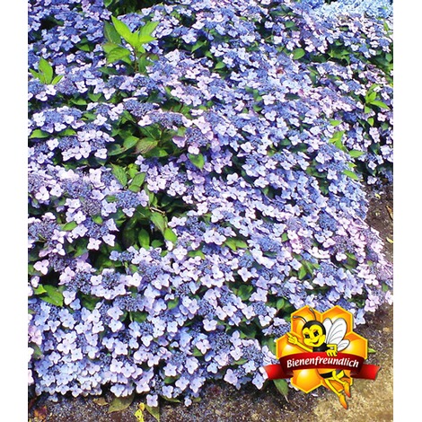 Baldur Garten Winterharte Zwerg Hortensien Koreana Hydrangea Marcrophylla 1 Pflanze Online Kaufen Die Moderne Hausfrau