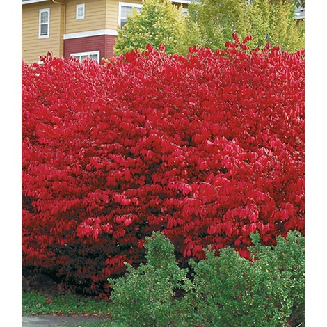 BALDUR-Garten Euyonimus Compact 'Burning Bush ...