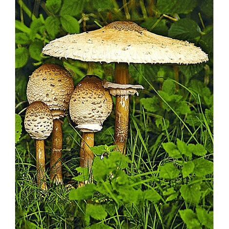 Baldur Garten Speise Pilz Parasol Gartenpilz Pilzbrut