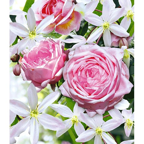 Set Kletterrose Klematis Clematis Armandii Rose Nahema