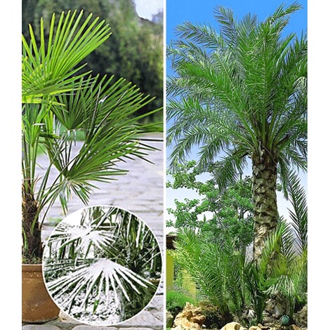 Operation Sonnenblume World War Ii Database