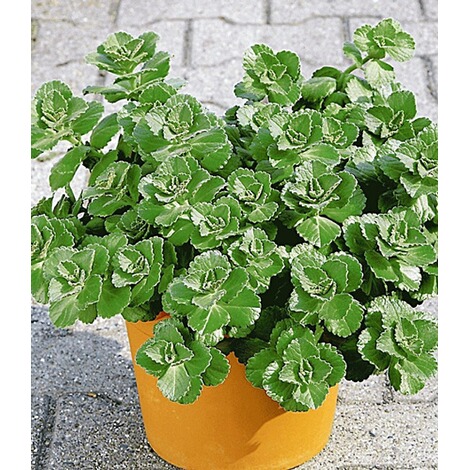 Coleus Canin Verpiss Dich Pflanze 3 Pflanzen Katzenschreck