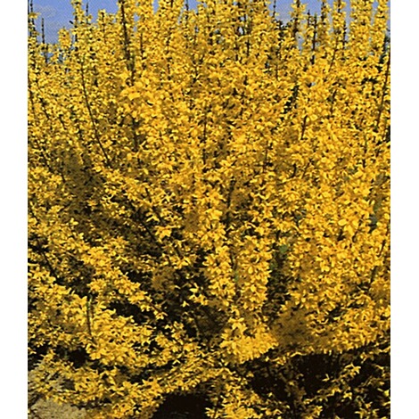 Baldur Garten Forsythie 1 Pflanze Goldglockchen Goldflieder Forsythia Online Kaufen Die Moderne Hausfrau