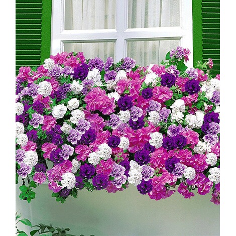 Hange Petunien Viva Doppelt Blau 3 Pflanzen Petunia Gefullte