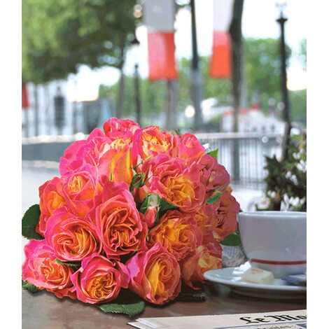 Rosen 1 Rosenpflanze Edelrose Baldur Garten Parfum Rosela
