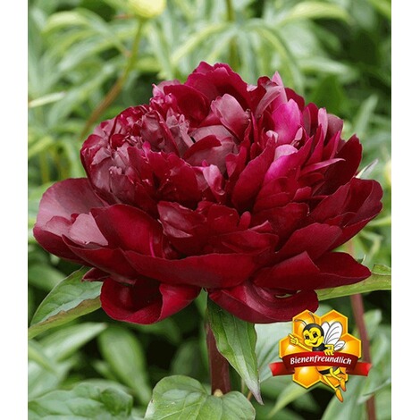 Baldur Garten Paonie Armani 1 Knolle Pfingstrosen Paeonia