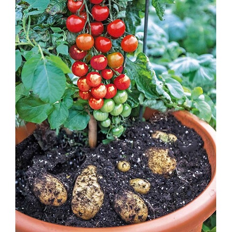 TomTato® 1 Pflanze Tomaten und Kartoffeln an einer Pflanze Tomoffel