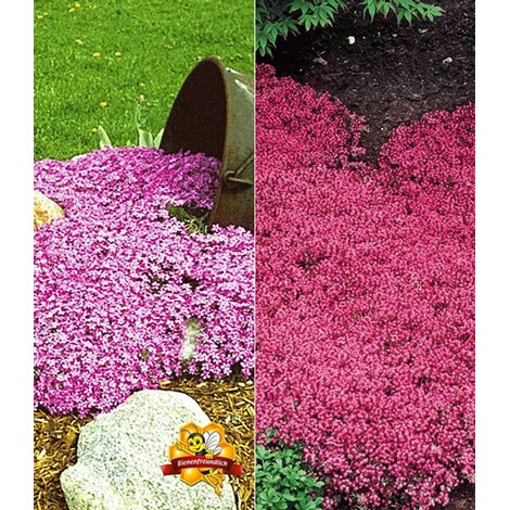 Bodendecker Kollektion Rosa Und Rot 6 Pflanzen Phlox Und Thymian